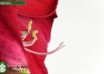 hippeastrum Candy Cream ® (3)